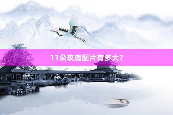 11朵玫瑰图片有多大？